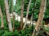 Paper Birch, White Mountains, New Hampshire